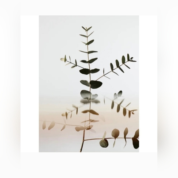 Twentynine Palms Desert Tumbleweed Cleansing Shampoo *NEW* RETAIL $54 - Picture 5 of 7